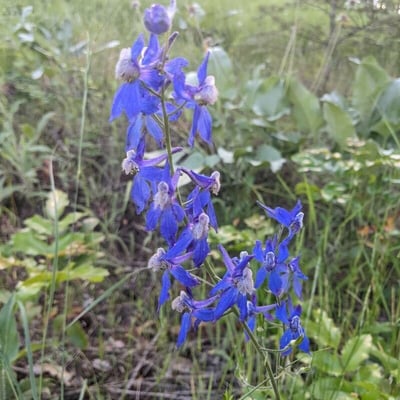 Delphinium nuttallianum — flower