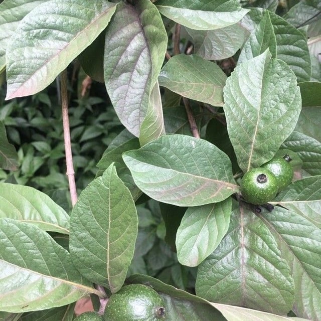 Tocoyena formosa — fruit