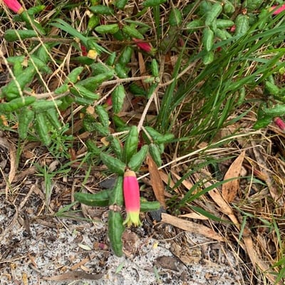 Correa reflexa — flower