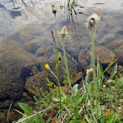 Hieracium alpinum — flower