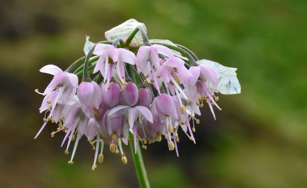 Wild onion