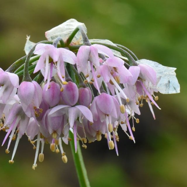 Allium cernuum — flower