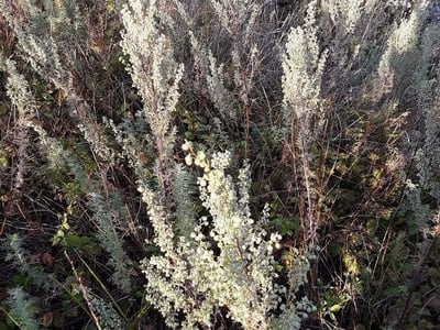 Roman wormwood