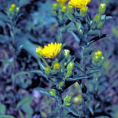 Chrysopsis mariana — flower