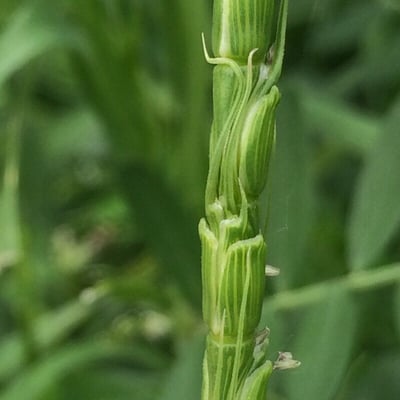 Aegilops tauschii — flower