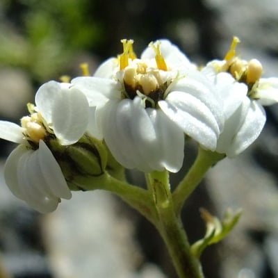 Achillea erba-rotta — flower