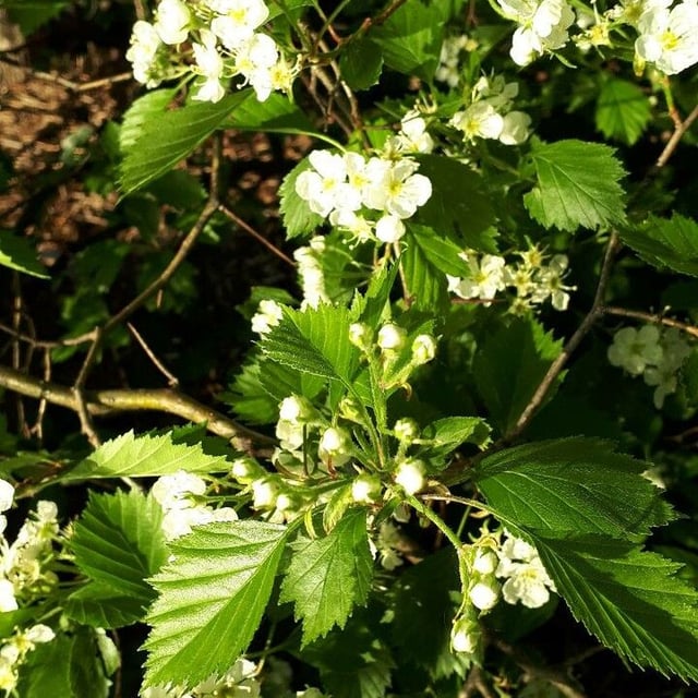 Crataegus chrysocarpa — flower