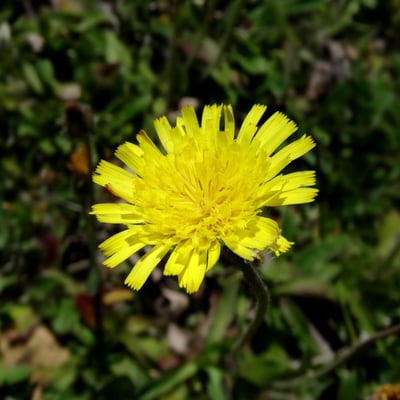 Pilosella lactucella — flower