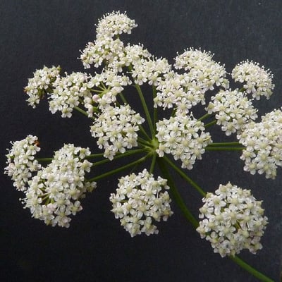 Peucedanum gallicum — flower