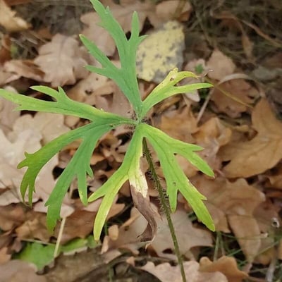 Ranunculus polyanthemos — leaf
