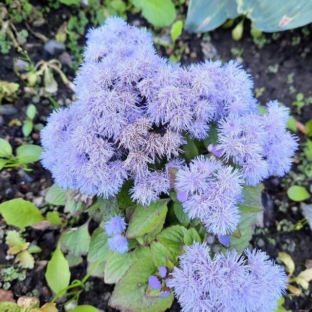 Conoclinium coelestinum — flower