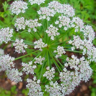 Oenanthe crocata — flower