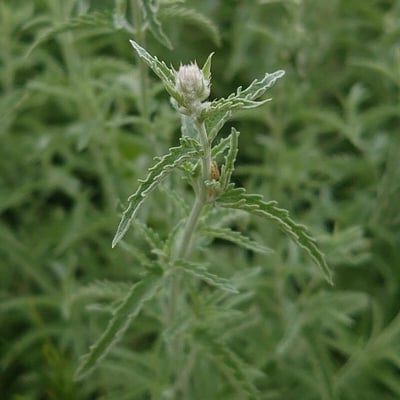 Nepeta nepetella — flower