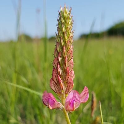 Onobrychis viciifolia — flower