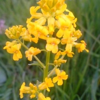 Rorippa amphibia — flower