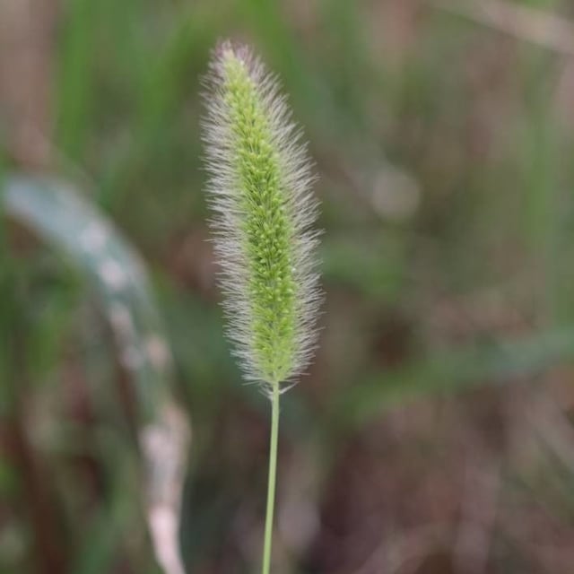 Setaria italica — flower