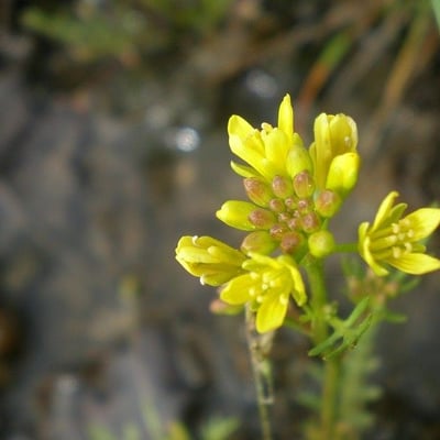 Sisymbrella aspera — flower