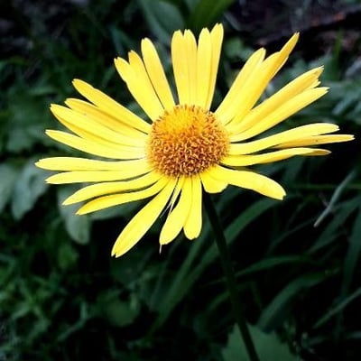 Doronicum plantagineum — flower