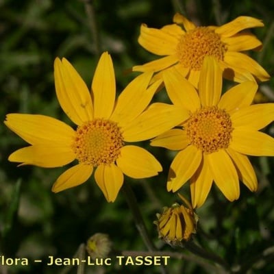 Eriophyllum lanatum — flower