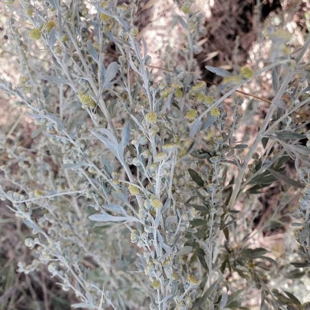 Artemisia absinthium — flower