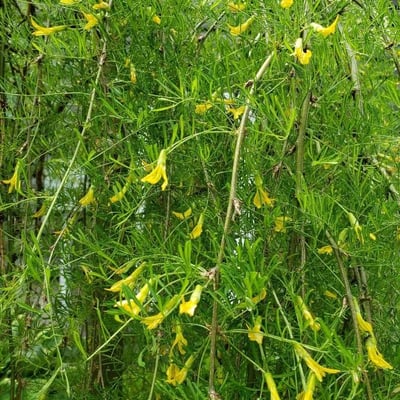 Caragana arborescens — flower