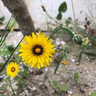 Reichardia tingitana — flower