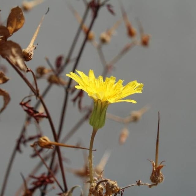 Crepis tectorum — flower