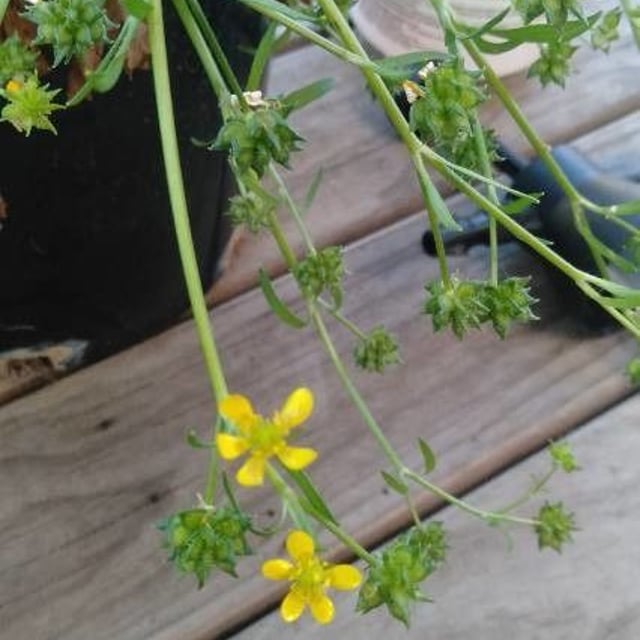 Ranunculus muricatus — flower