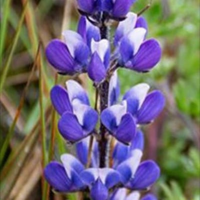 Lupinus bicolor — flower
