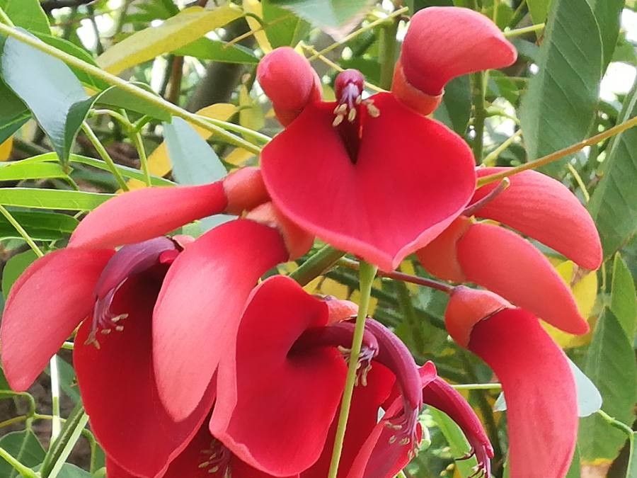 Cockspur coraltree