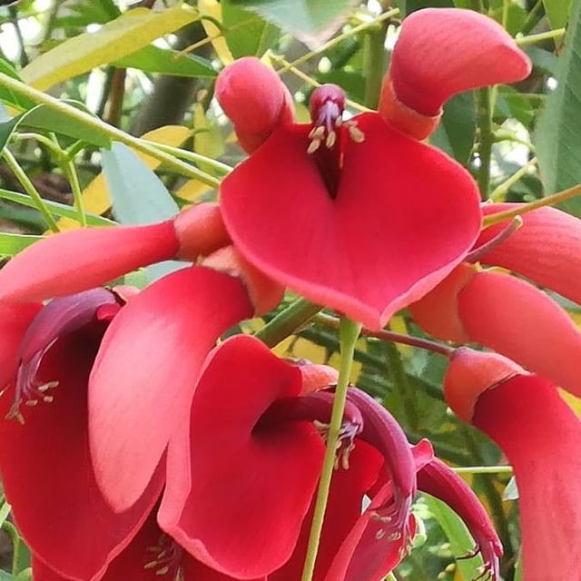 Cockspur coraltree