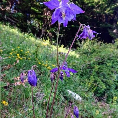 Aquilegia alpina — flower
