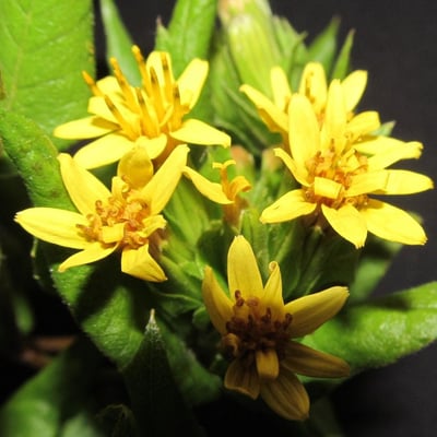 Trixis inula — flower