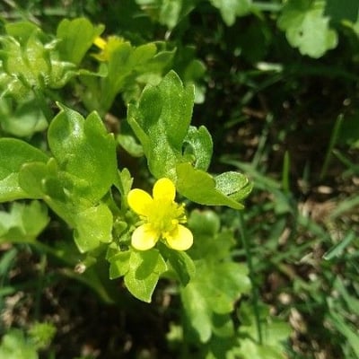 Ranunculus muricatus — flower