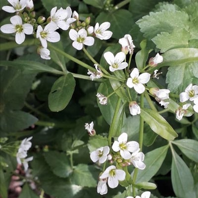 Nasturtium officinale — flower