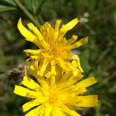 Hieracium sabaudum — flower