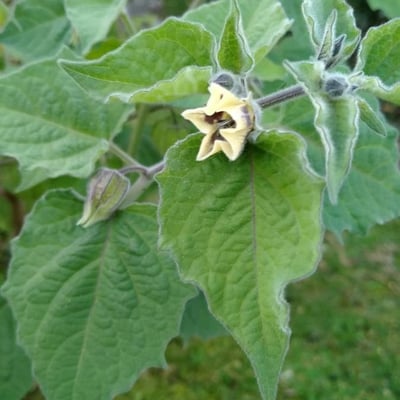 Physalis peruviana — flower
