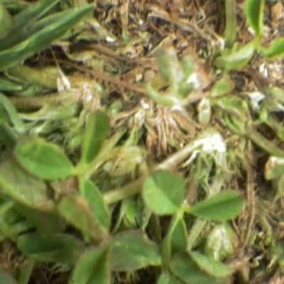 Trifolium suffocatum — habit