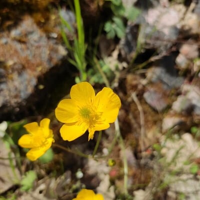 Ranunculus paludosus — flower