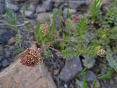 Salad burnet