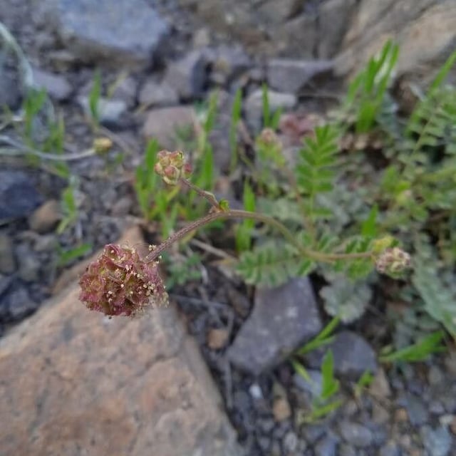 Sanguisorba verrucosa — flower