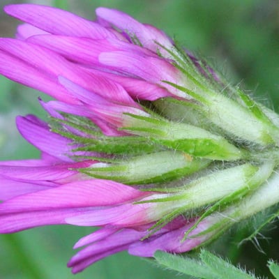 Astragalus hypoglottis — flower