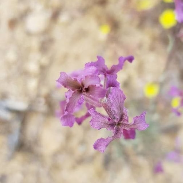 Matthiola fruticulosa — flower