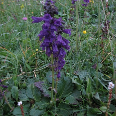 Horminum pyrenaicum — flower