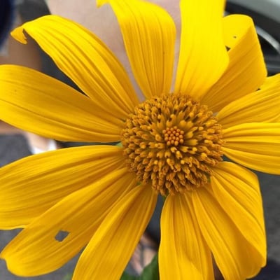 Tithonia diversifolia — flower