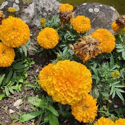 Tagetes erecta — flower
