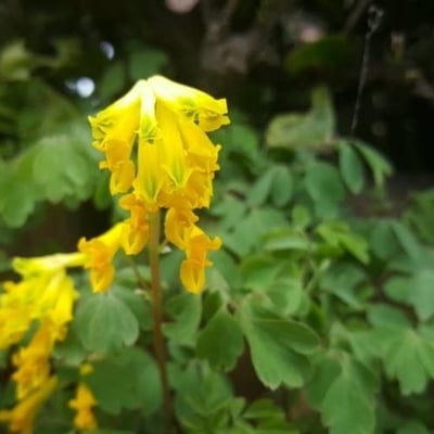 Pseudofumaria lutea — flower