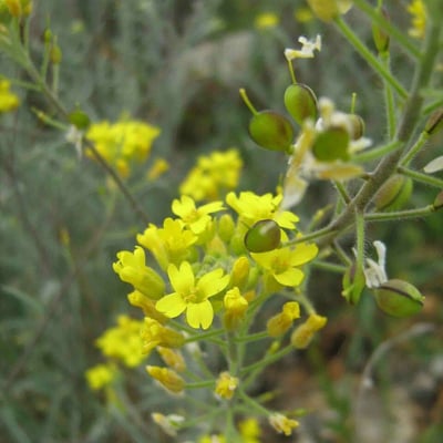 Alyssum montanum — flower