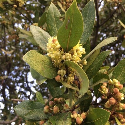 Laurus azorica — flower