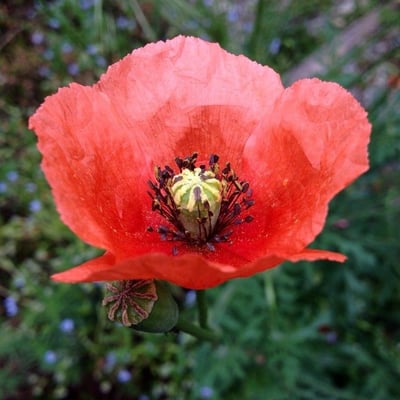 Papaver dubium — flower